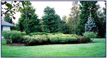 Garden Bed After Trim